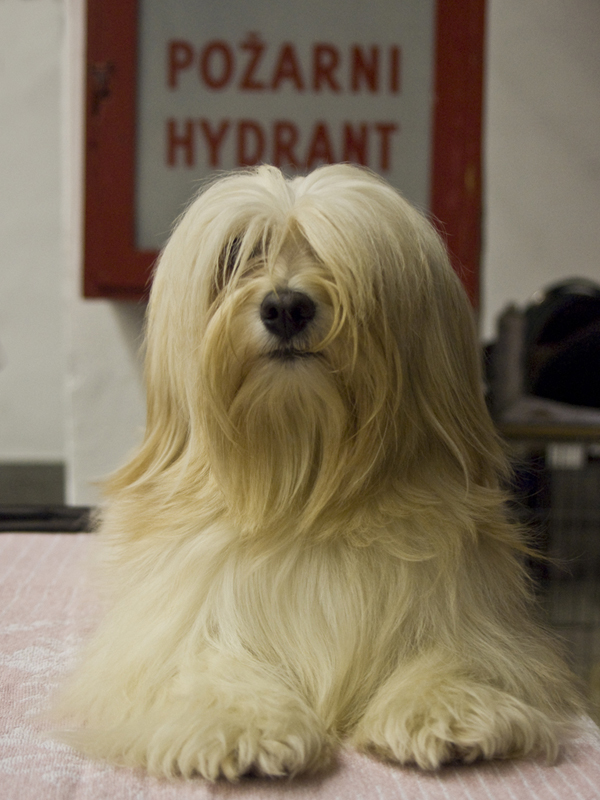 havanese